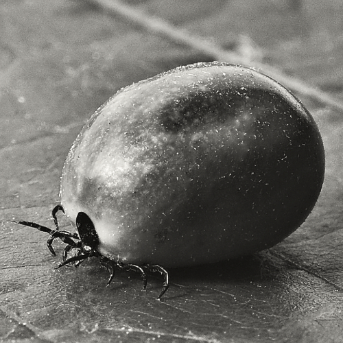 Garrapatas en primer plano bajo la luna